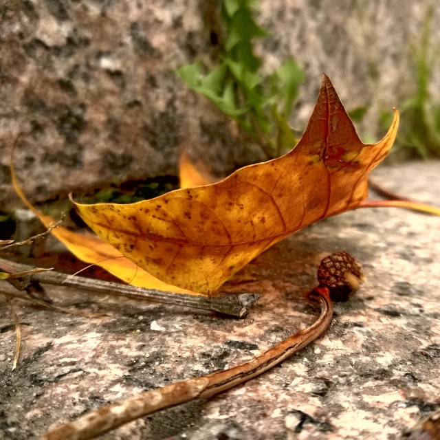 [Instagram] L'automne est la !