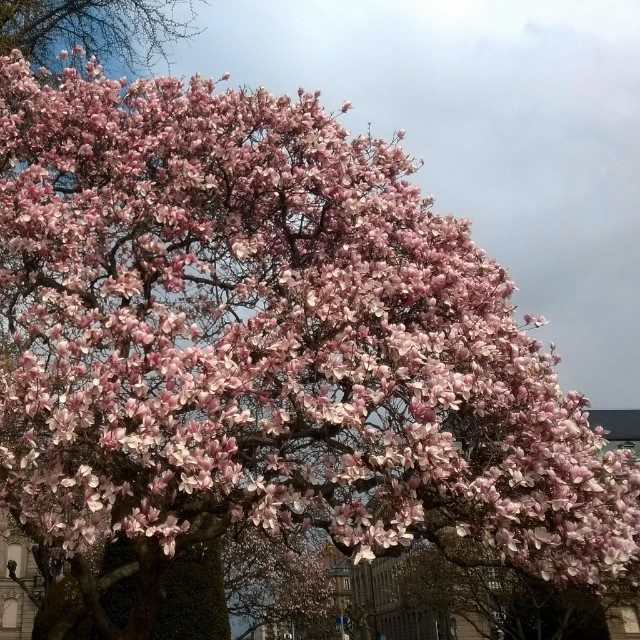 [Instagram] Je vous invite à aller admirer les magnolias de la place de la République de Strasbourg