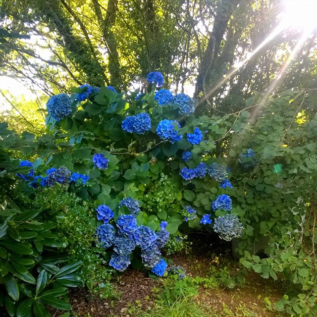 [Instagram] Un souvenir de Bretagne : Des hortensias bleu roi magnifique.