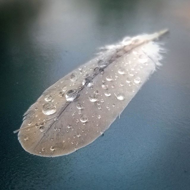[Instagram] Une plume et des gouttes d'eau