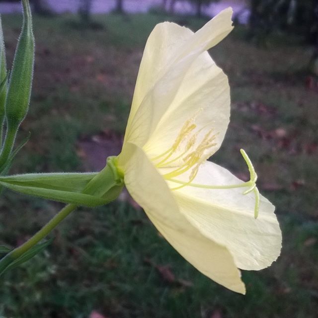 [Instagram] L'Onagre de Glaziou pousse dans mon jardin. Elle dors le jour et vit la nuit.